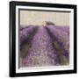 Lavender Field-Bret Staehling-Framed Art Print