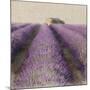 Lavender Field-Bret Staehling-Mounted Art Print