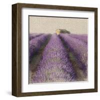 Lavender Field-Bret Staehling-Framed Art Print