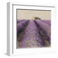 Lavender Field-Bret Staehling-Framed Art Print