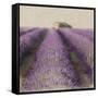 Lavender Field-Bret Staehling-Framed Stretched Canvas