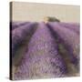 Lavender Field-Bret Staehling-Stretched Canvas