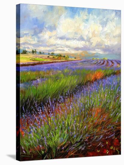 Lavender Field-David Stribbling-Stretched Canvas