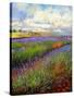 Lavender Field-David Stribbling-Stretched Canvas