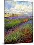 Lavender Field-David Stribbling-Mounted Art Print