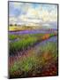 Lavender Field-David Stribbling-Mounted Art Print