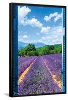 Lavender Field-Trends International-Framed Poster