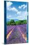 Lavender Field-Trends International-Mounted Poster