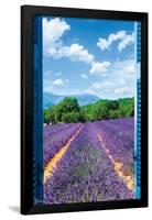 Lavender Field-Trends International-Framed Poster