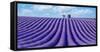 Lavender field-Marco Carmassi-Framed Stretched Canvas