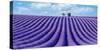 Lavender field-Marco Carmassi-Stretched Canvas