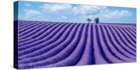 Lavender field-Marco Carmassi-Stretched Canvas