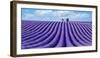 Lavender field-Marco Carmassi-Framed Photographic Print