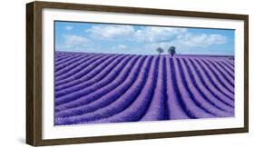 Lavender field-Marco Carmassi-Framed Photographic Print