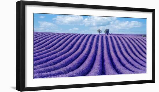 Lavender field-Marco Carmassi-Framed Photographic Print