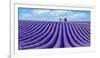 Lavender field-Marco Carmassi-Framed Photographic Print