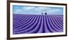 Lavender field-Marco Carmassi-Framed Photographic Print