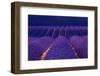 Lavender fields, Alpes Haute Provence, France-Juan Carlos Munoz-Framed Photographic Print