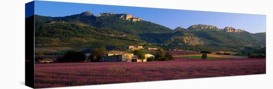 Lavender Fields and Farms, High Provence, La Drome, France-null-Stretched Canvas