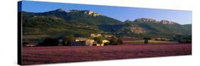 Lavender Fields and Farms, High Provence, La Drome, France-null-Stretched Canvas