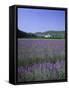 Lavender Fields and the Village of Montclus, Gard, Languedoc-Roussillon, France-Ruth Tomlinson-Framed Stretched Canvas