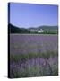 Lavender Fields and the Village of Montclus, Gard, Languedoc-Roussillon, France-Ruth Tomlinson-Stretched Canvas