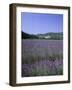 Lavender Fields and the Village of Montclus, Gard, Languedoc-Roussillon, France-Ruth Tomlinson-Framed Photographic Print