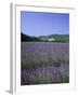 Lavender Fields and the Village of Montclus, Gard, Languedoc-Roussillon, France-Ruth Tomlinson-Framed Photographic Print