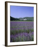 Lavender Fields and the Village of Montclus, Gard, Languedoc-Roussillon, France-Ruth Tomlinson-Framed Photographic Print