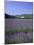 Lavender Fields and the Village of Montclus, Gard, Languedoc-Roussillon, France-Ruth Tomlinson-Mounted Photographic Print