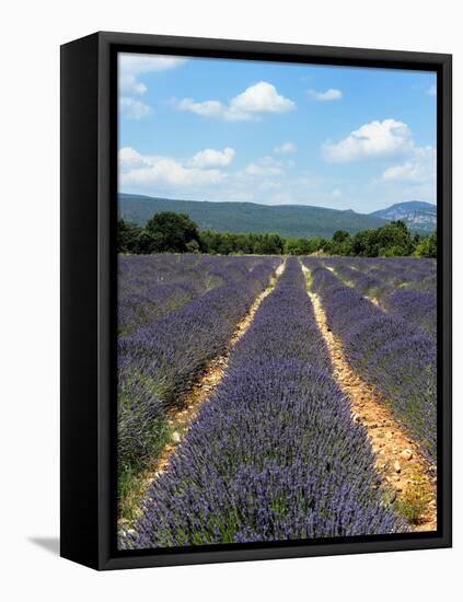 Lavender Fields around Roussillon, Parc Naturel Regional Du Luberon, Vaucluse, Provence, France, Eu-Peter Richardson-Framed Stretched Canvas