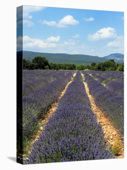 Lavender Fields around Roussillon, Parc Naturel Regional Du Luberon, Vaucluse, Provence, France, Eu-Peter Richardson-Stretched Canvas