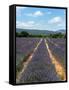 Lavender Fields around Roussillon, Parc Naturel Regional Du Luberon, Vaucluse, Provence, France, Eu-Peter Richardson-Framed Stretched Canvas