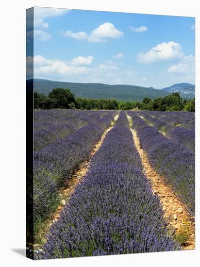 Lavender Fields around Roussillon, Parc Naturel Regional Du Luberon, Vaucluse, Provence, France, Eu-Peter Richardson-Stretched Canvas