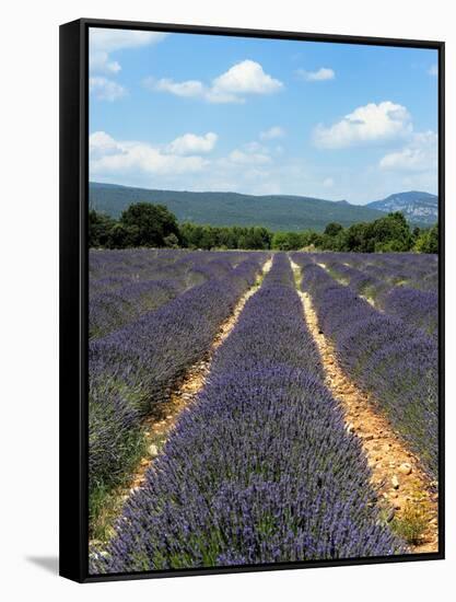 Lavender Fields around Roussillon, Parc Naturel Regional Du Luberon, Vaucluse, Provence, France, Eu-Peter Richardson-Framed Stretched Canvas