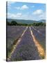 Lavender Fields around Roussillon, Parc Naturel Regional Du Luberon, Vaucluse, Provence, France, Eu-Peter Richardson-Stretched Canvas