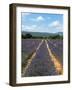 Lavender Fields around Roussillon, Parc Naturel Regional Du Luberon, Vaucluse, Provence, France, Eu-Peter Richardson-Framed Photographic Print