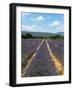 Lavender Fields around Roussillon, Parc Naturel Regional Du Luberon, Vaucluse, Provence, France, Eu-Peter Richardson-Framed Photographic Print