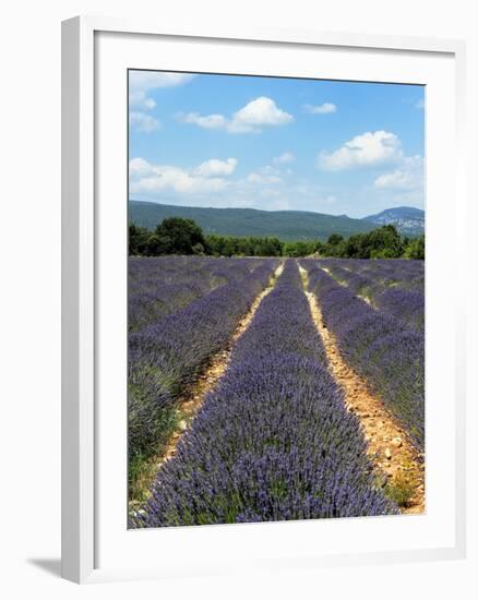 Lavender Fields around Roussillon, Parc Naturel Regional Du Luberon, Vaucluse, Provence, France, Eu-Peter Richardson-Framed Photographic Print