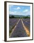 Lavender Fields around Roussillon, Parc Naturel Regional Du Luberon, Vaucluse, Provence, France, Eu-Peter Richardson-Framed Photographic Print