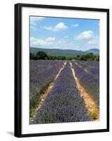 Lavender Fields around Roussillon, Parc Naturel Regional Du Luberon, Vaucluse, Provence, France, Eu-Peter Richardson-Framed Photographic Print