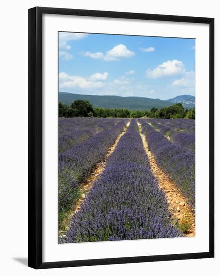 Lavender Fields around Roussillon, Parc Naturel Regional Du Luberon, Vaucluse, Provence, France, Eu-Peter Richardson-Framed Photographic Print