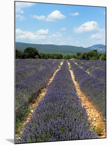 Lavender Fields around Roussillon, Parc Naturel Regional Du Luberon, Vaucluse, Provence, France, Eu-Peter Richardson-Mounted Photographic Print