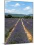 Lavender Fields around Roussillon, Parc Naturel Regional Du Luberon, Vaucluse, Provence, France, Eu-Peter Richardson-Mounted Photographic Print