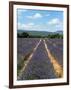 Lavender Fields around Roussillon, Parc Naturel Regional Du Luberon, Vaucluse, Provence, France, Eu-Peter Richardson-Framed Photographic Print