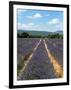 Lavender Fields around Roussillon, Parc Naturel Regional Du Luberon, Vaucluse, Provence, France, Eu-Peter Richardson-Framed Photographic Print