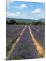Lavender Fields around Roussillon, Parc Naturel Regional Du Luberon, Vaucluse, Provence, France, Eu-Peter Richardson-Mounted Photographic Print