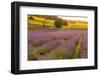 Lavender fields at sunset, Corinaldo, Marche, Italy, Europe-Lorenzo Mattei-Framed Photographic Print