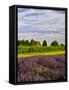 Lavender Fields Border Vineyard, Walla Walla, Washington, USA-Richard Duval-Framed Stretched Canvas