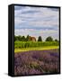 Lavender Fields Border Vineyard, Walla Walla, Washington, USA-Richard Duval-Framed Stretched Canvas